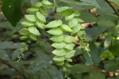 Flemingia strobilifera